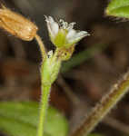 Fivestamen chickweed